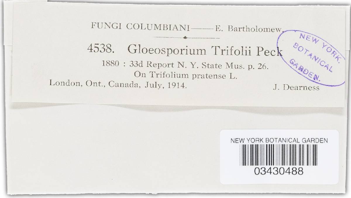 Gloeosporium trifolii image