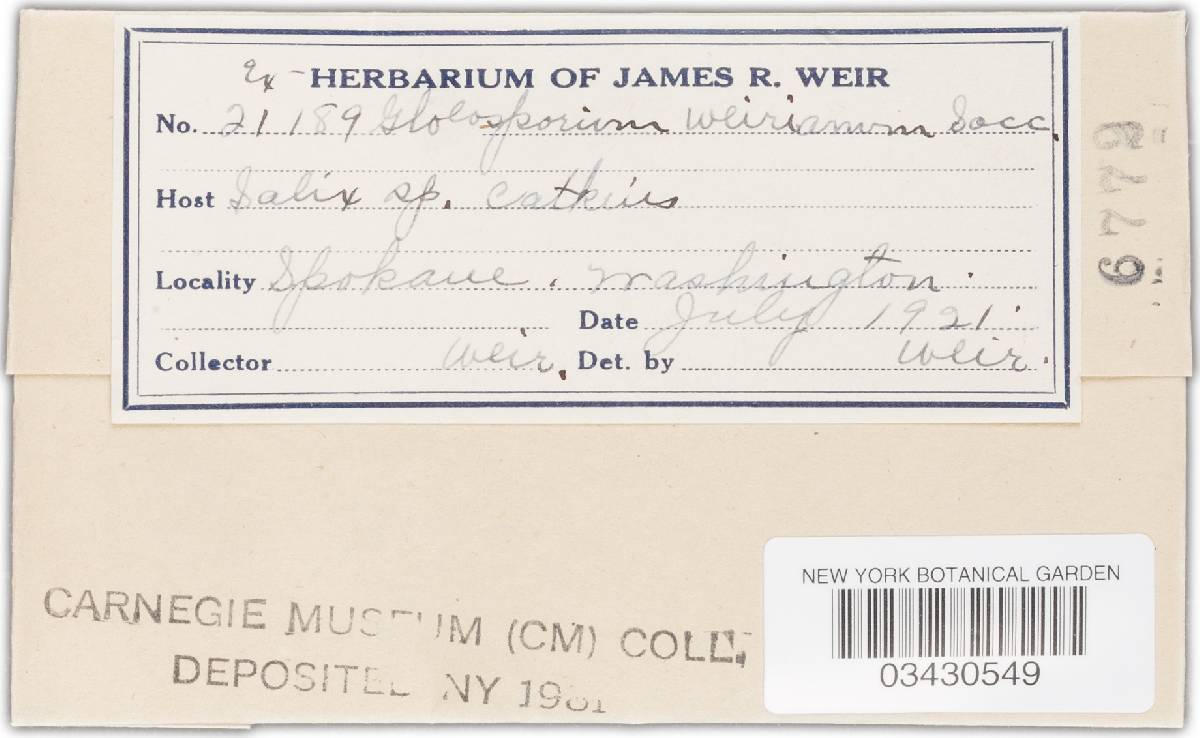 Gloeosporium weirianum image
