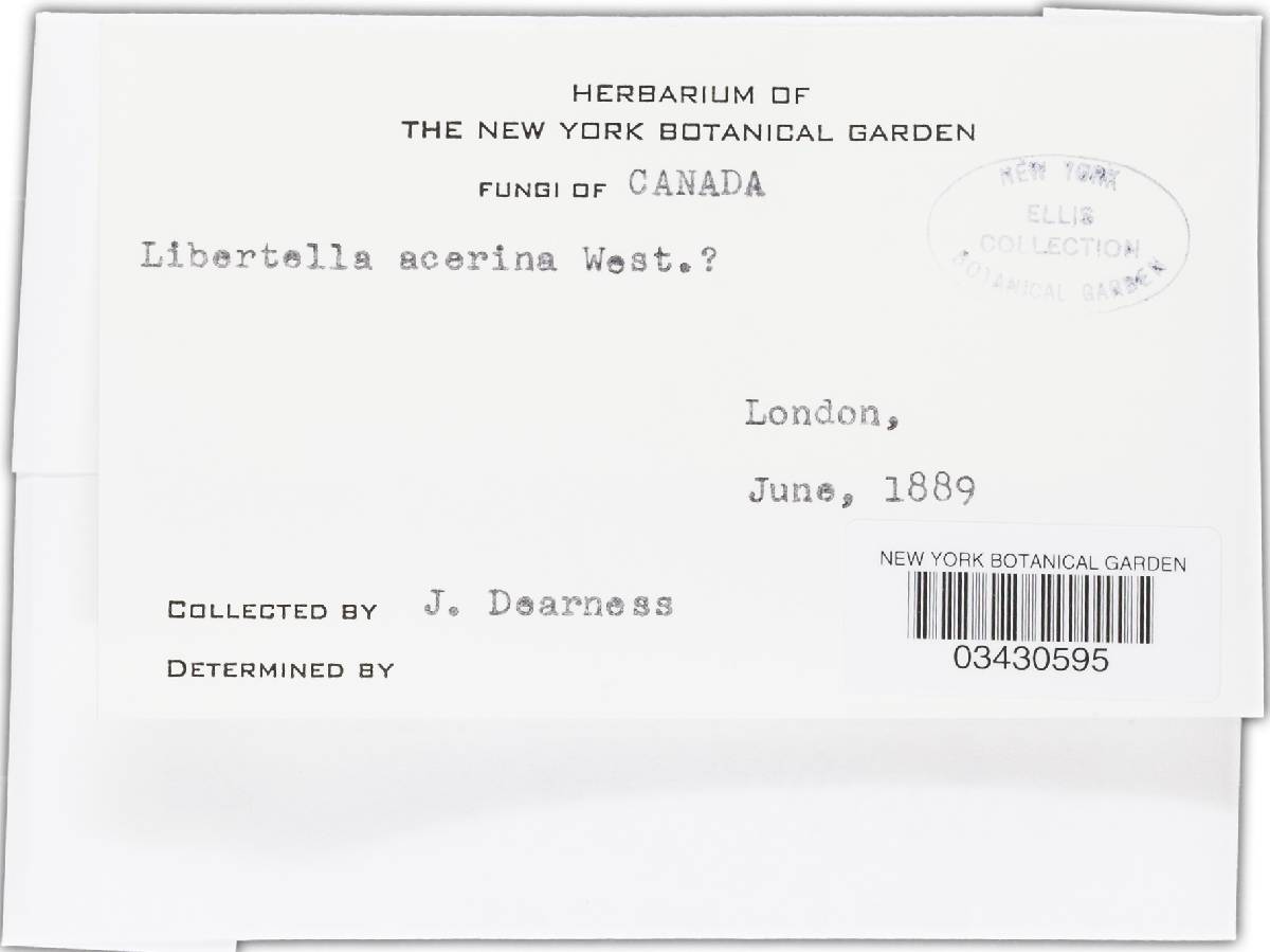 Libertella acerina image