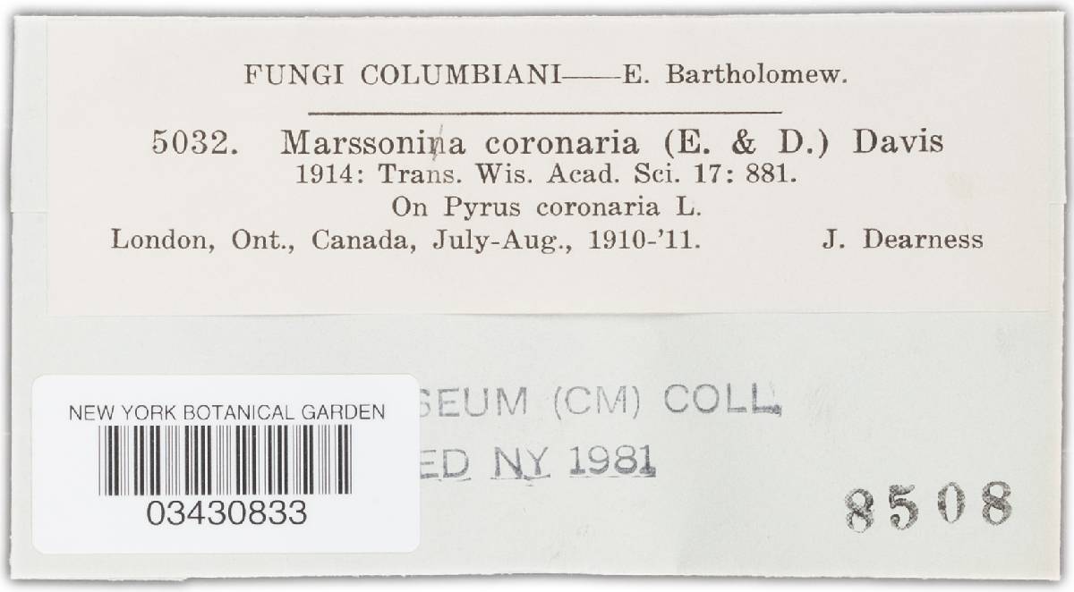 Marssonina coronaria image