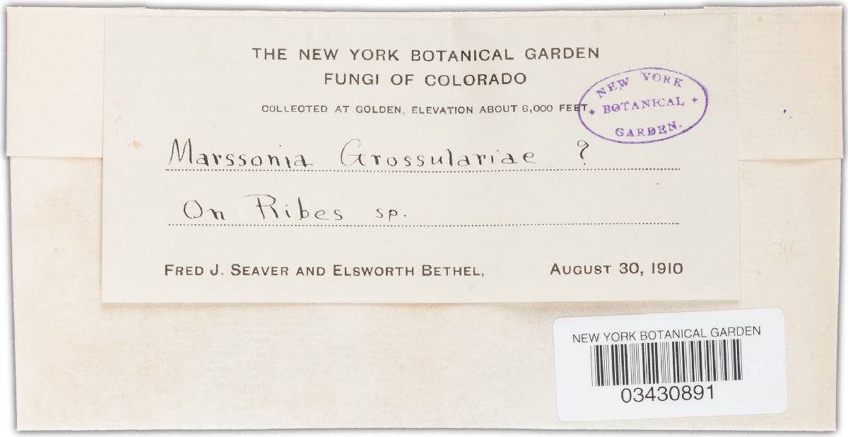 Marssonina grossulariae image