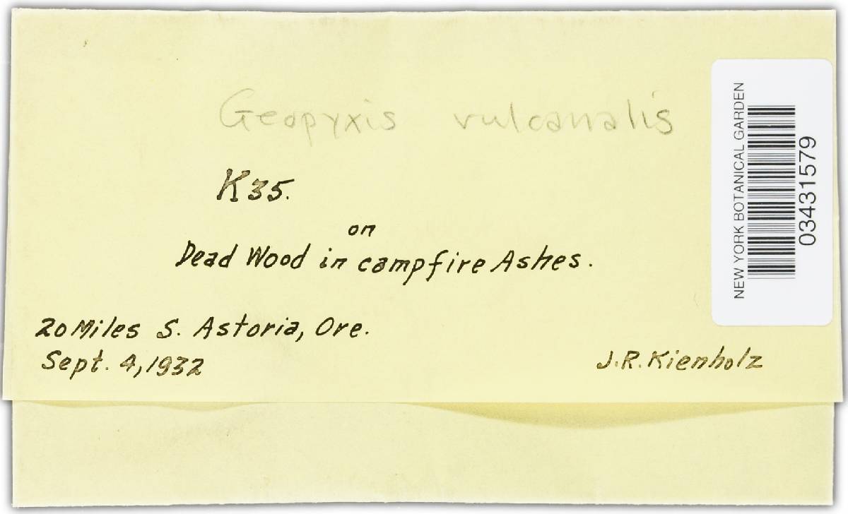 Geopyxis vulcanalis image