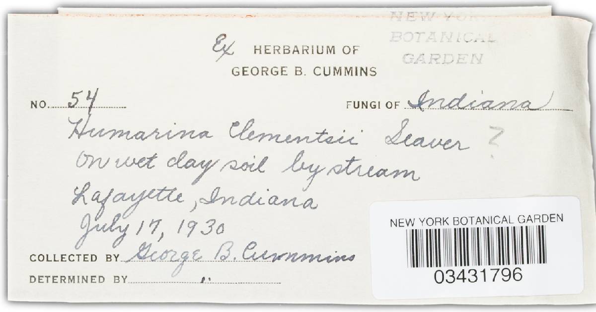 Humarina clementsii image