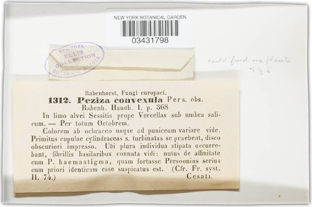 Humarina convexula image