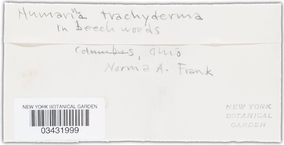 Humarina trachyderma image