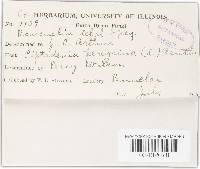 Ravenelia cebil image
