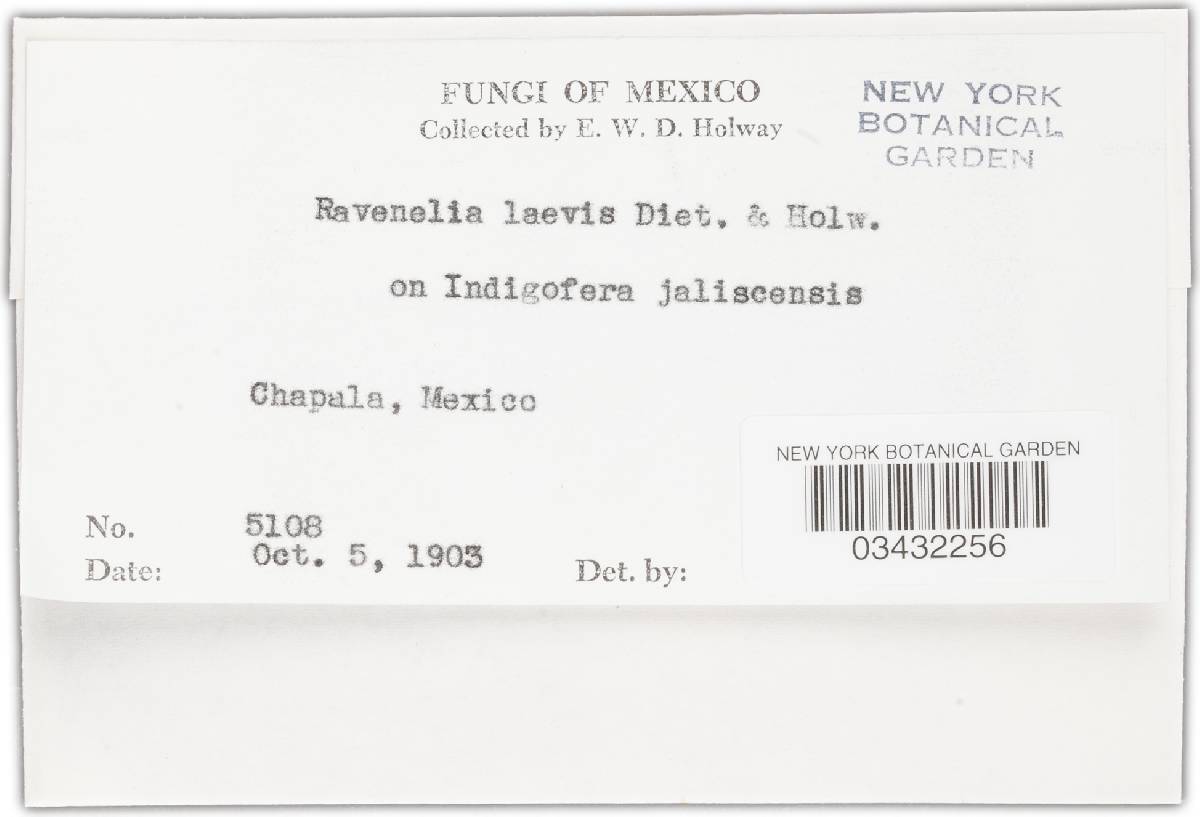 Ravenelia laevis image