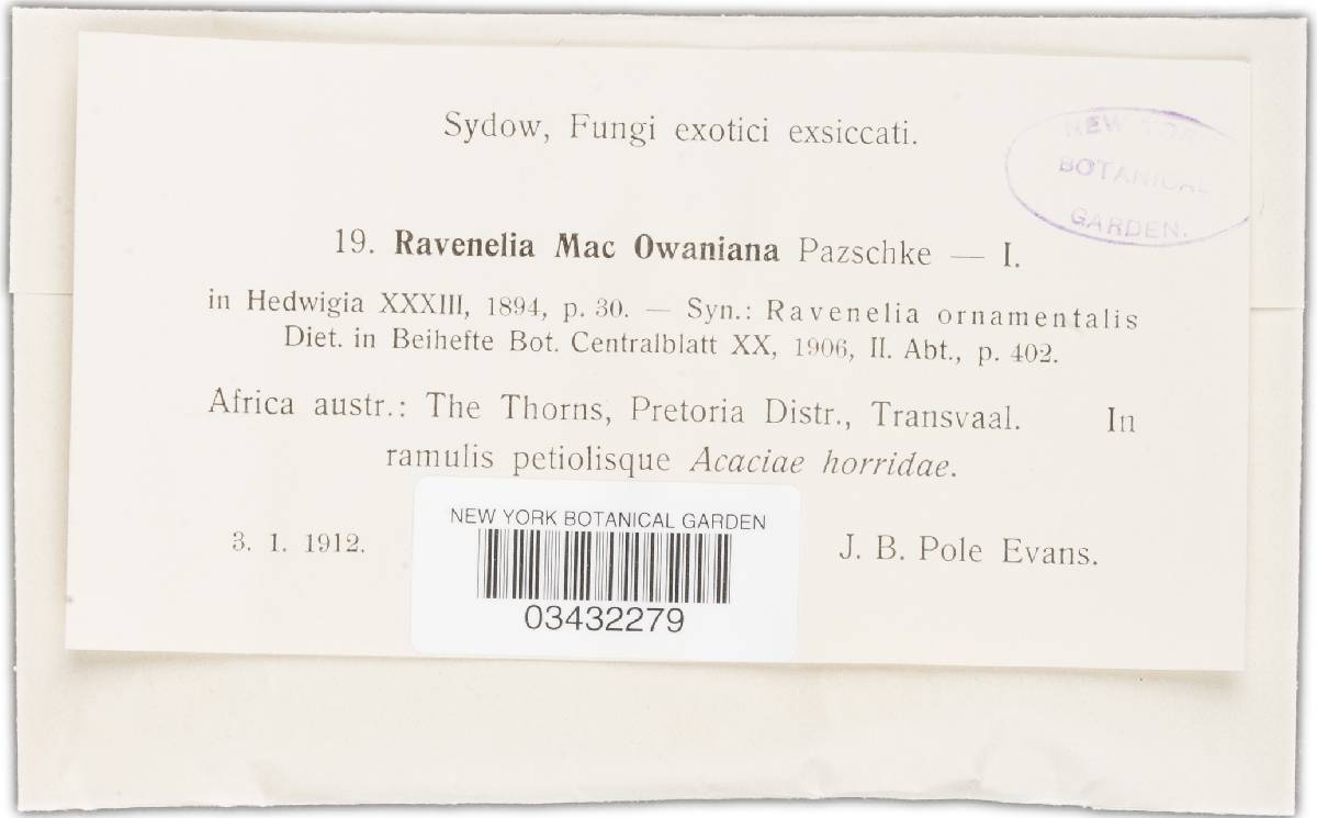 Ravenelia macowaniana image