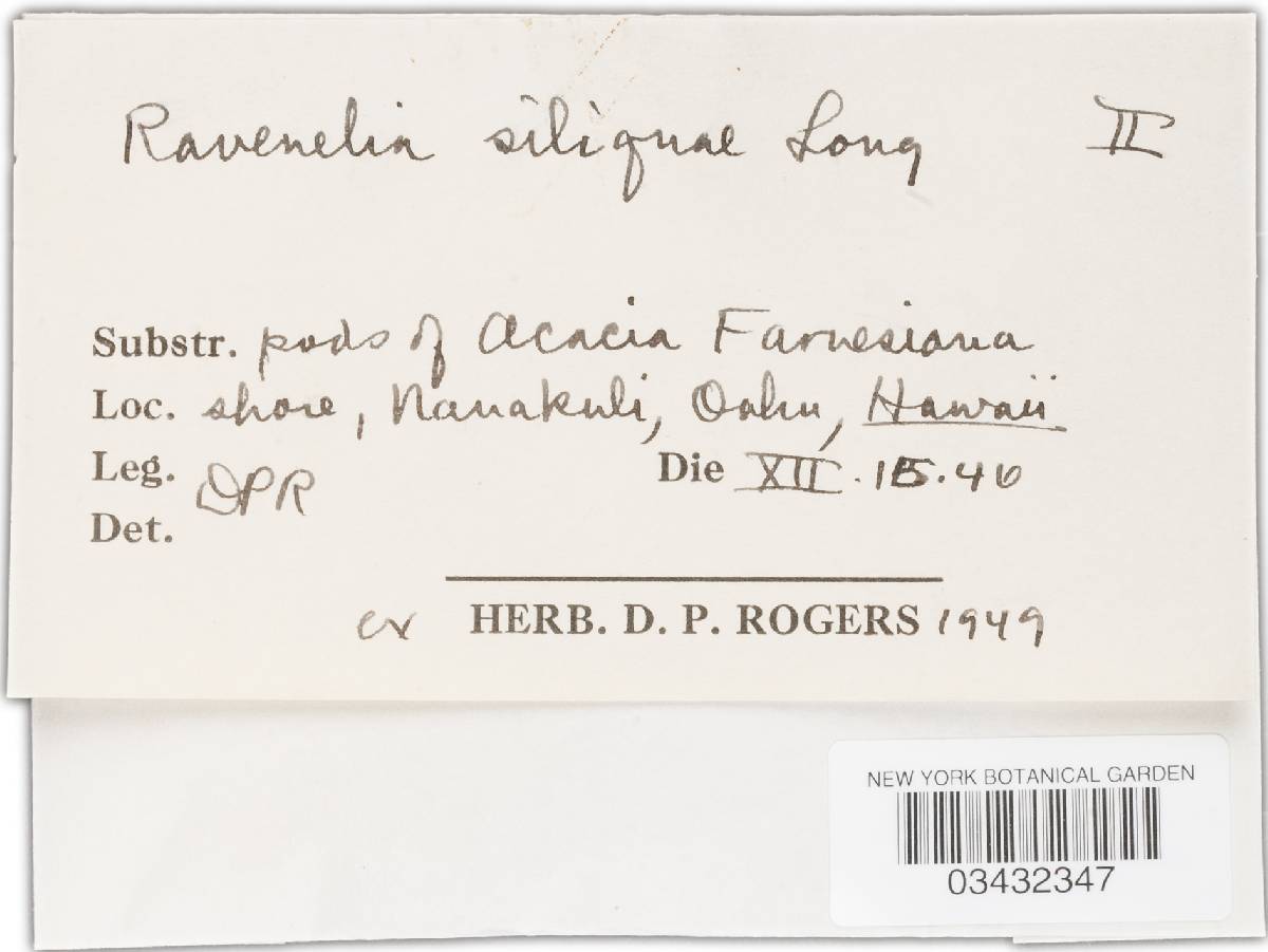 Ravenelia spegazziniana image
