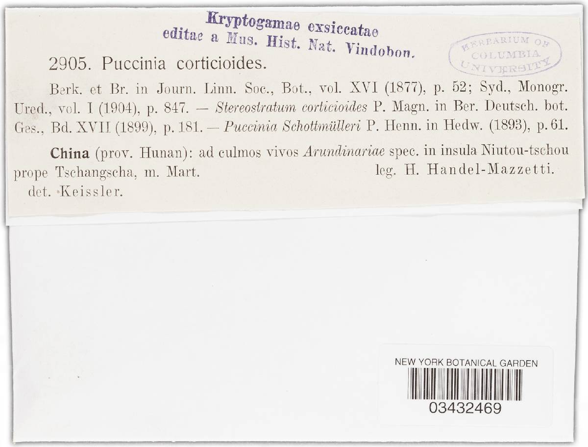 Stereostratum corticioides image