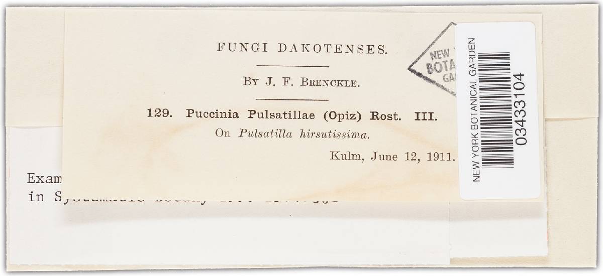 Tranzschelia pulsatillae image