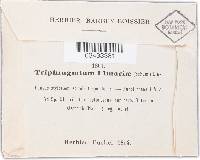 Triphragmium ulmariae image