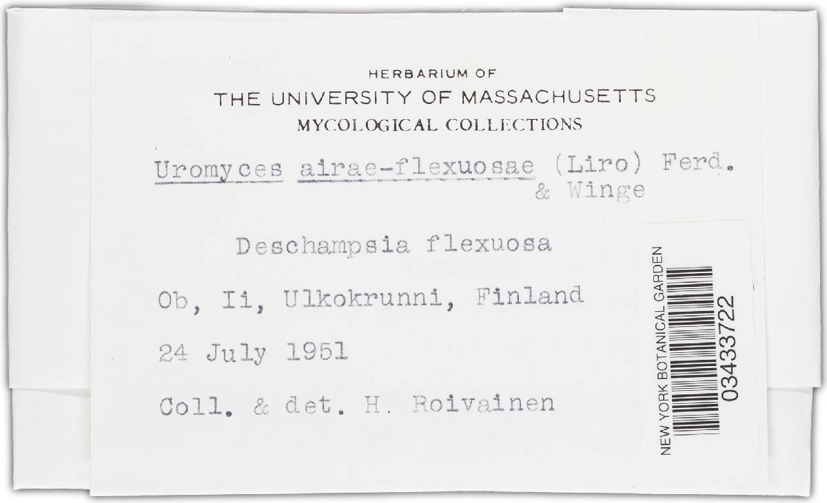 Uromyces airae-flexuosae image