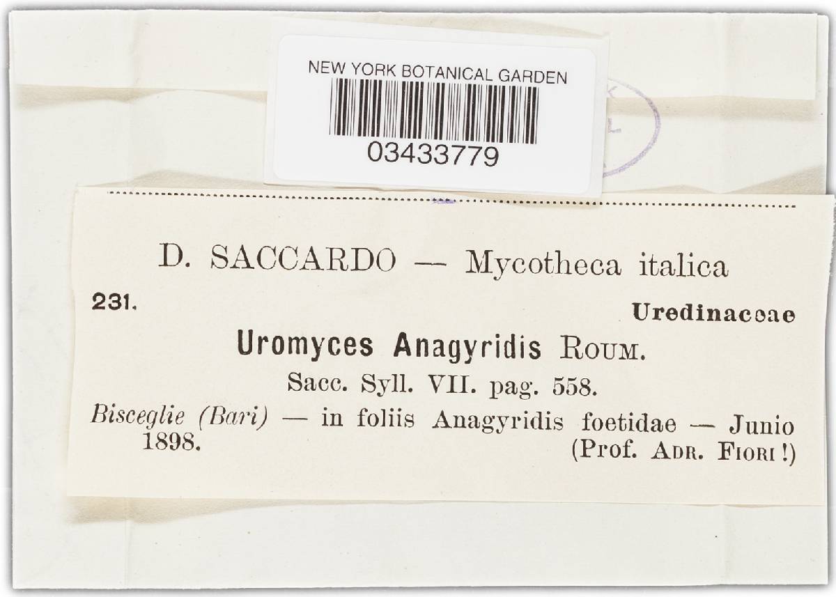 Uromyces anagyridis image