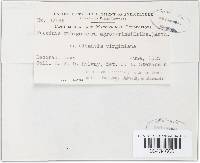 Puccinia recondita image
