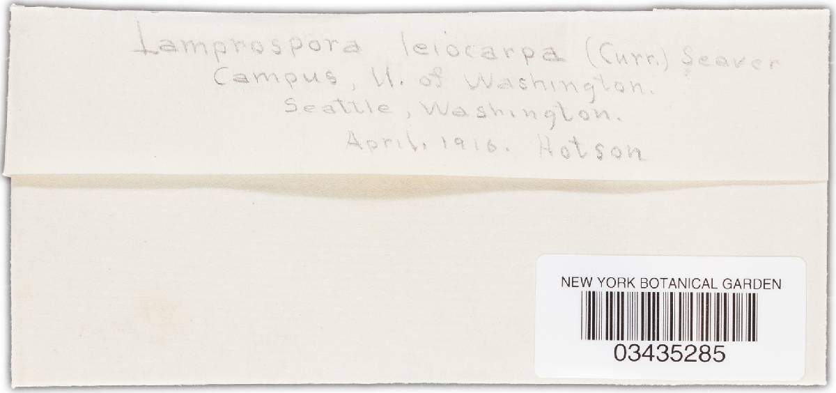 Lamprospora leiocarpa image