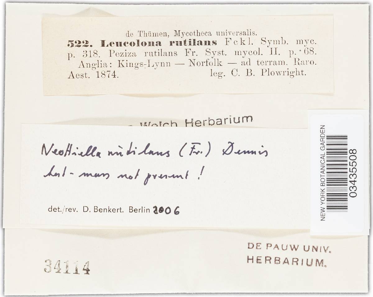 Neottiella rutilans image