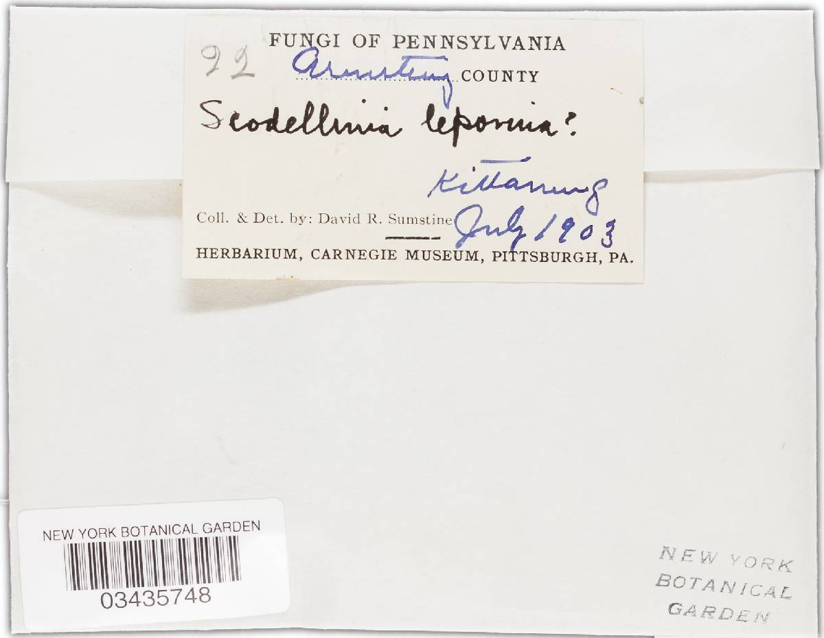 Otidea leporina image