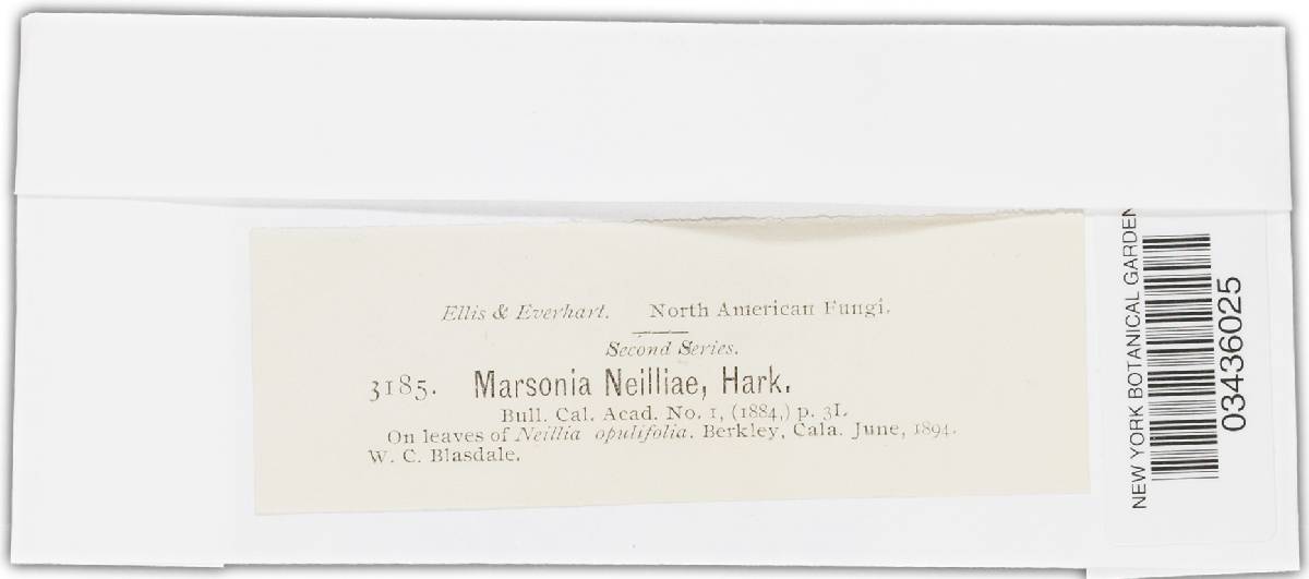 Marssonina neilliae image