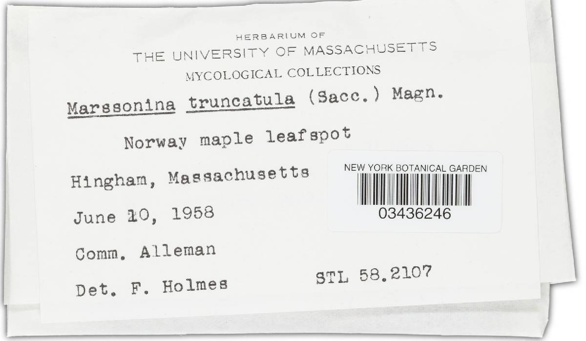 Marssonina truncatula image