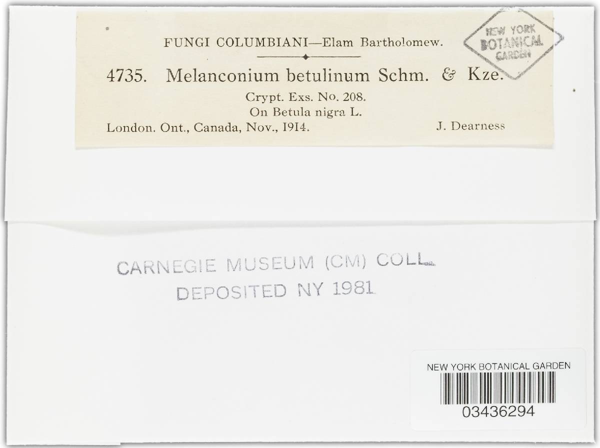Melanconium image