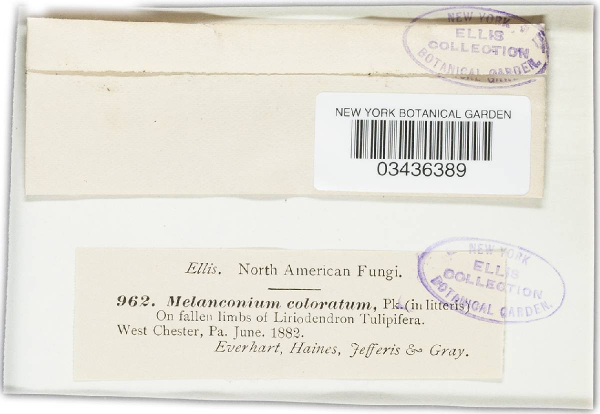 Melanconium coloratum image