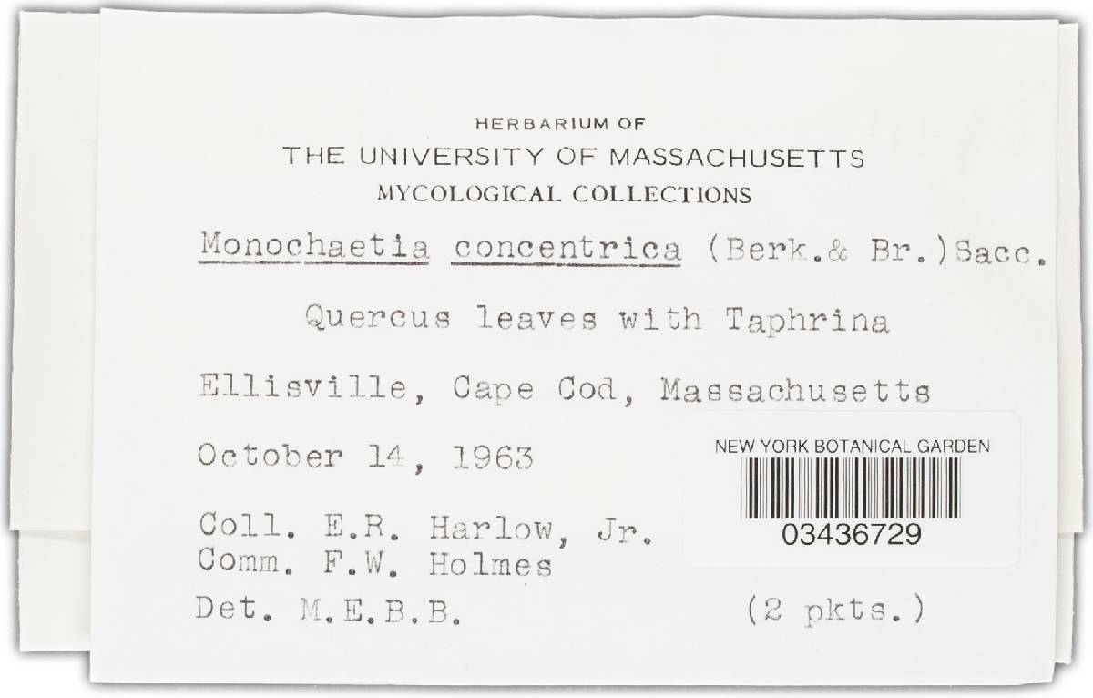 Monochaetia concentrica image