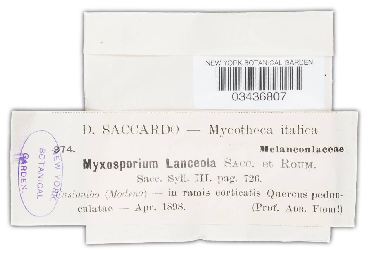 Myxosporium lanceola image