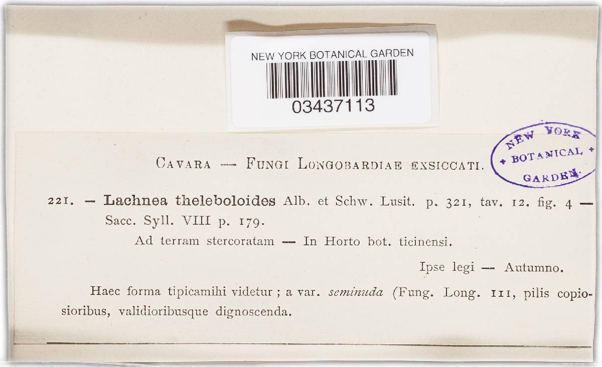 Cheilymenia theleboloides image