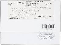 Uromyces euphorbiae image