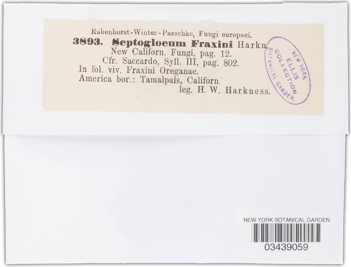 Phloeosporina fraxini image