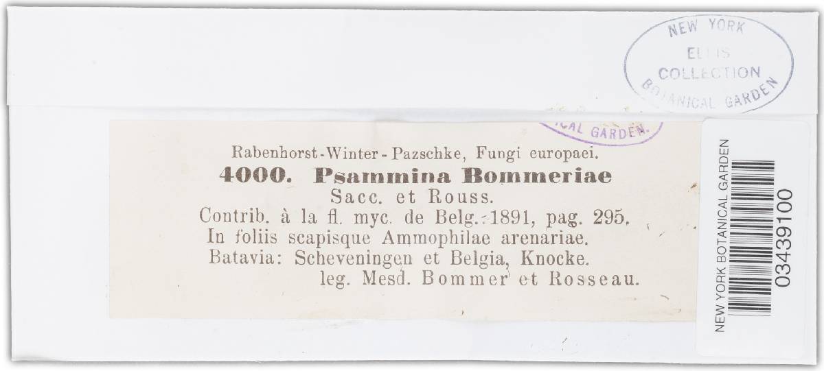 Psammina image
