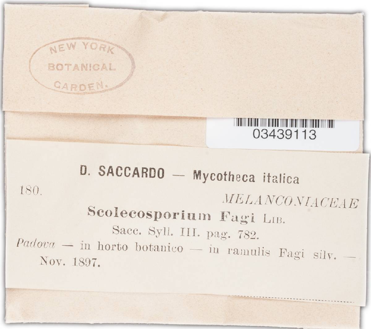 Scolicosporium fagi image