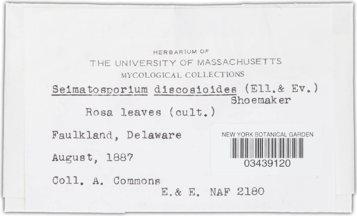 Seimatosporium discosioides image