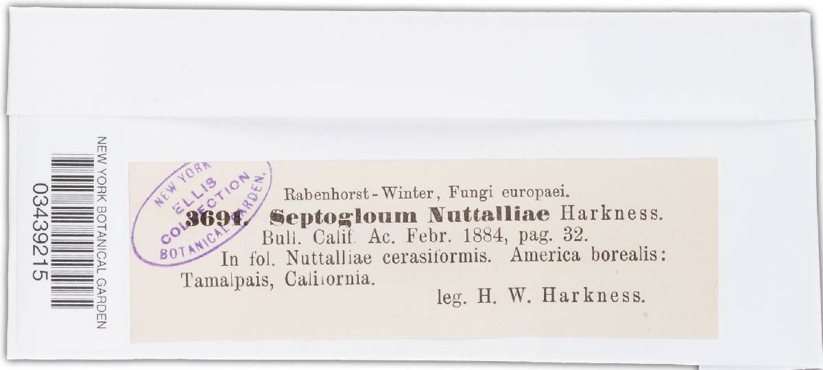 Septogloeum nuttallii image