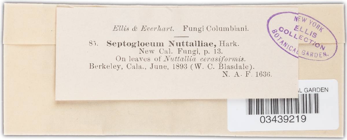 Septogloeum nuttallii image
