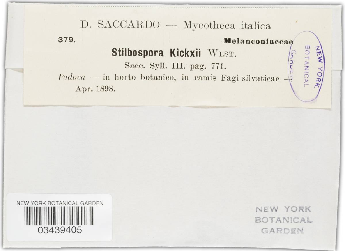 Neohendersonia kickxii image