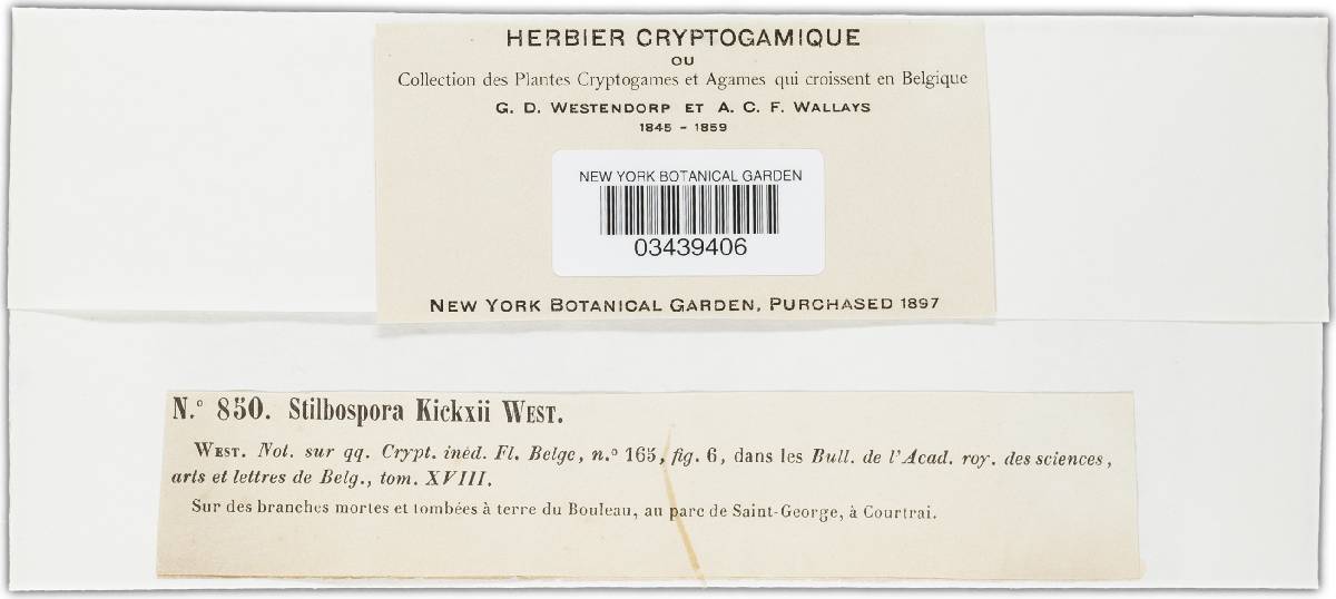 Neohendersonia kickxii image