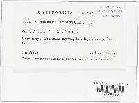 Vermicularia compacta image