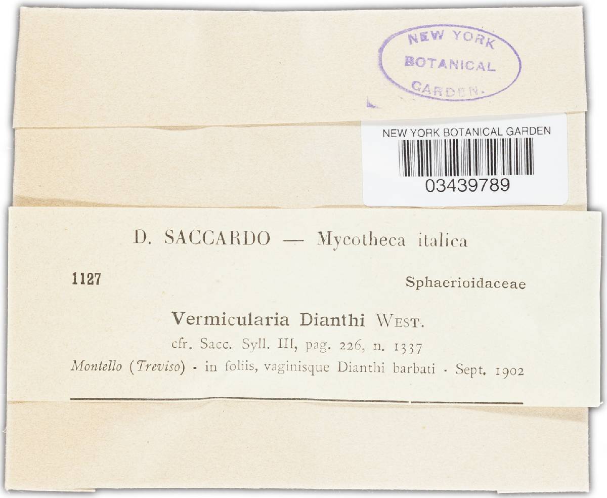 Colletotrichum dematium image