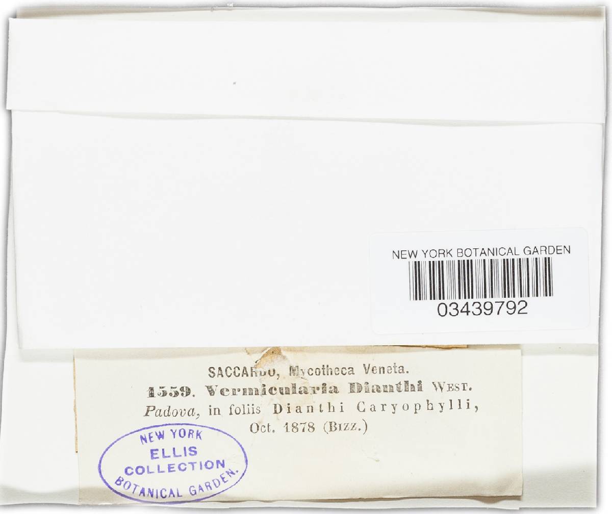 Colletotrichum dematium image