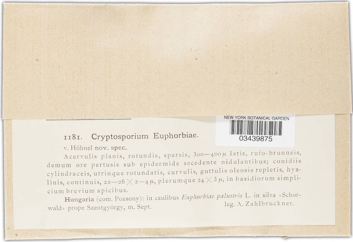 Cryptosporium euphorbiae image