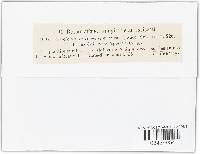 Vermicularia herbarum image
