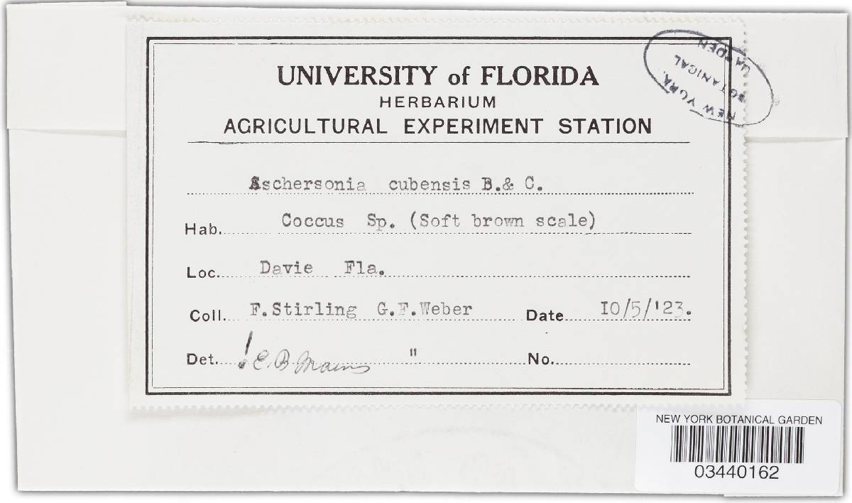 Aschersonia cubensis image