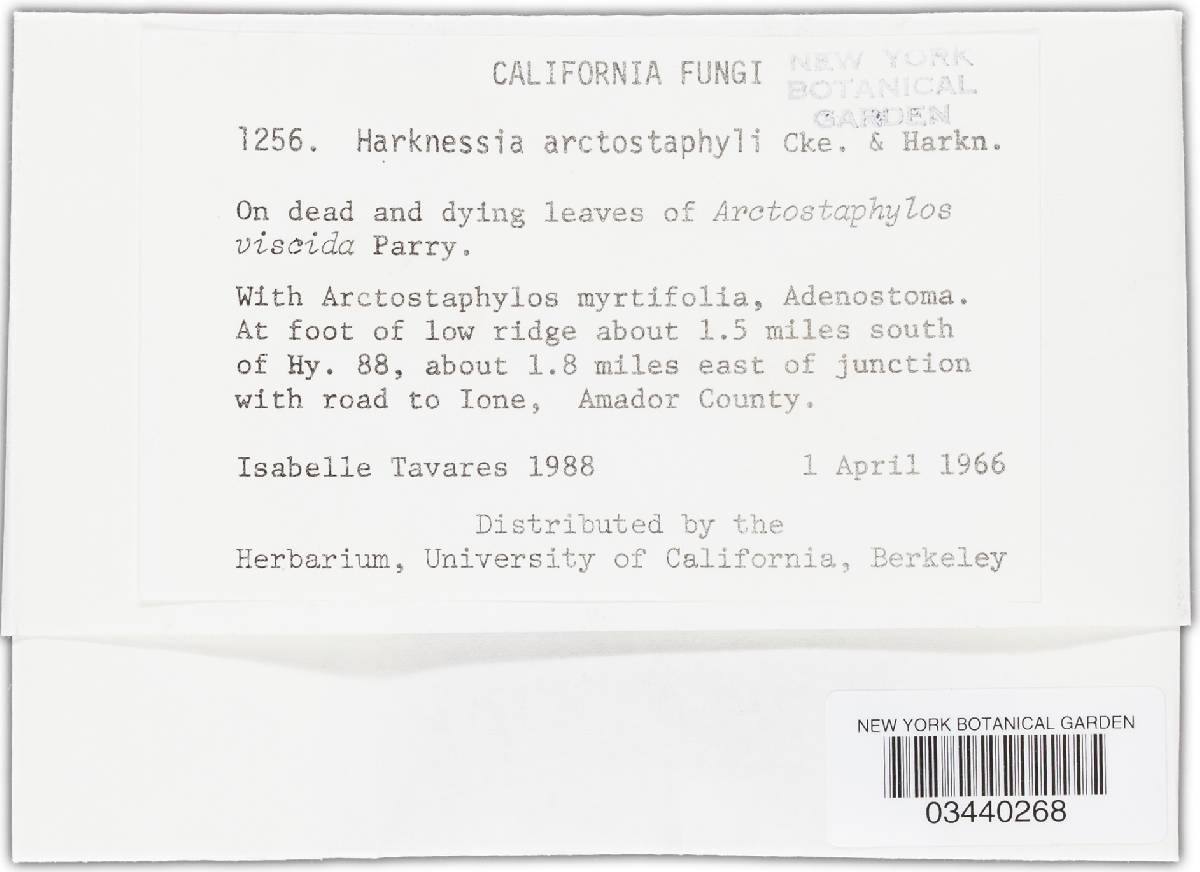 Harknessia arctostaphyli image