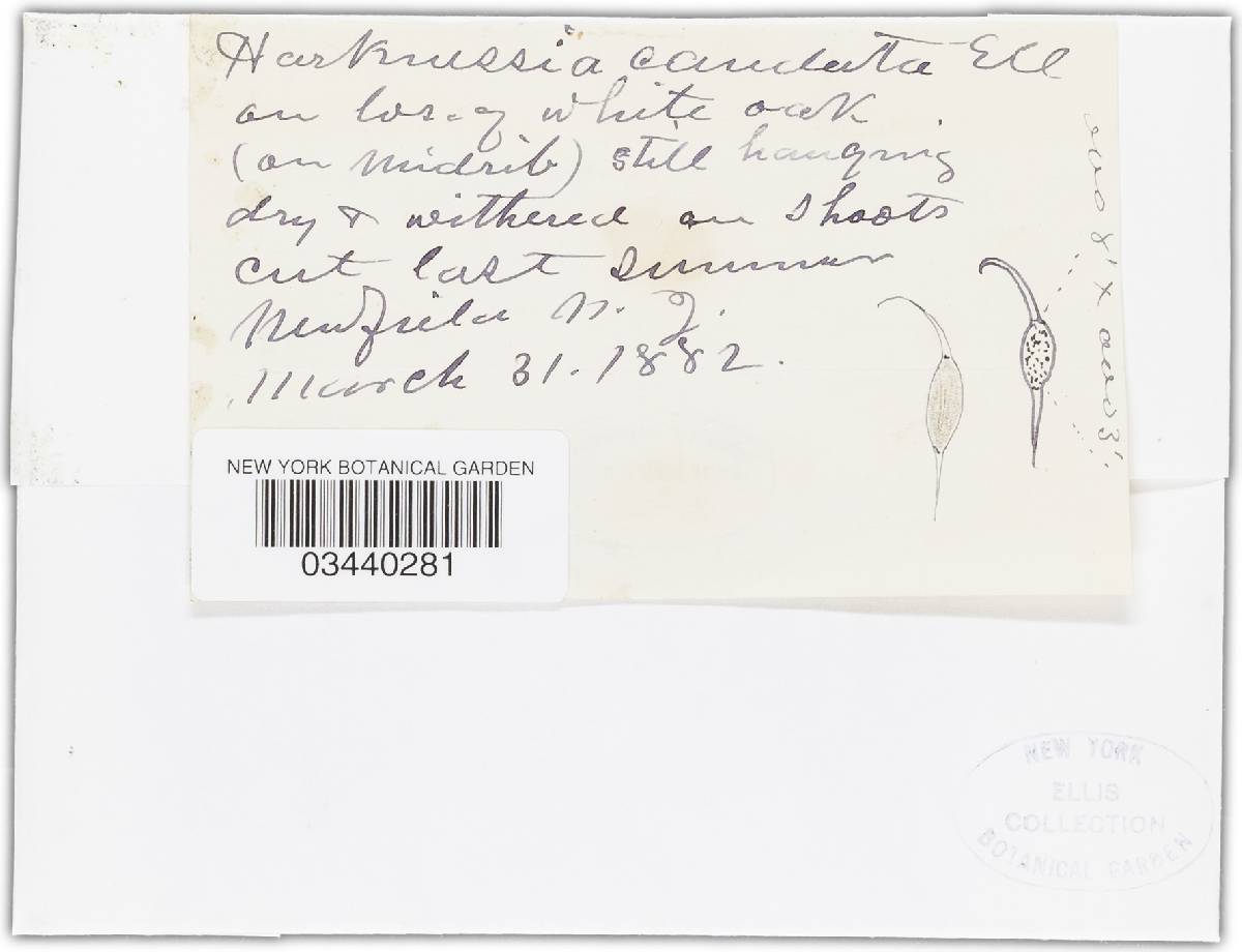 Harknessia caudata image