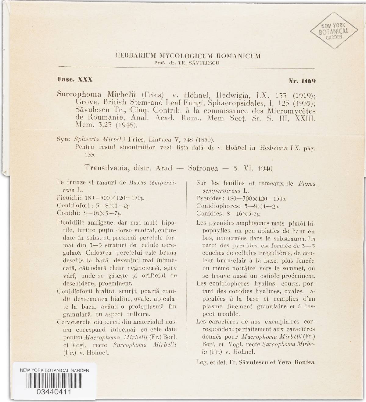 Guignardia miribelii image