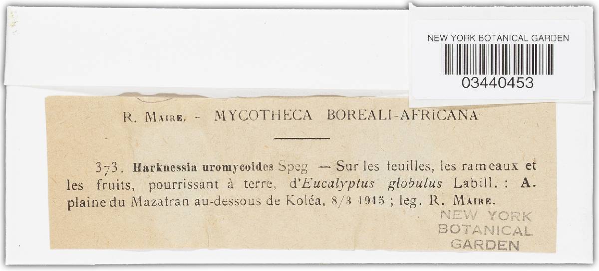 Harknessia uromycoides image