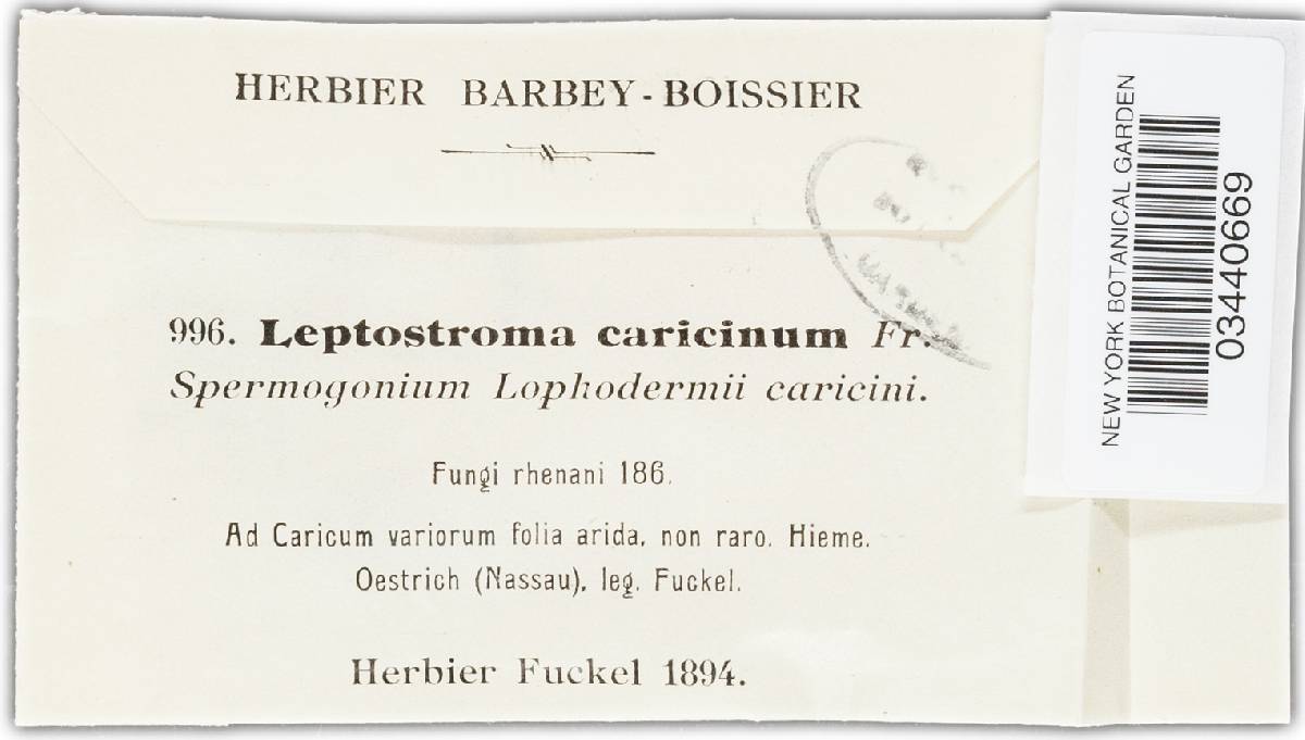 Lophodermium caricinum image