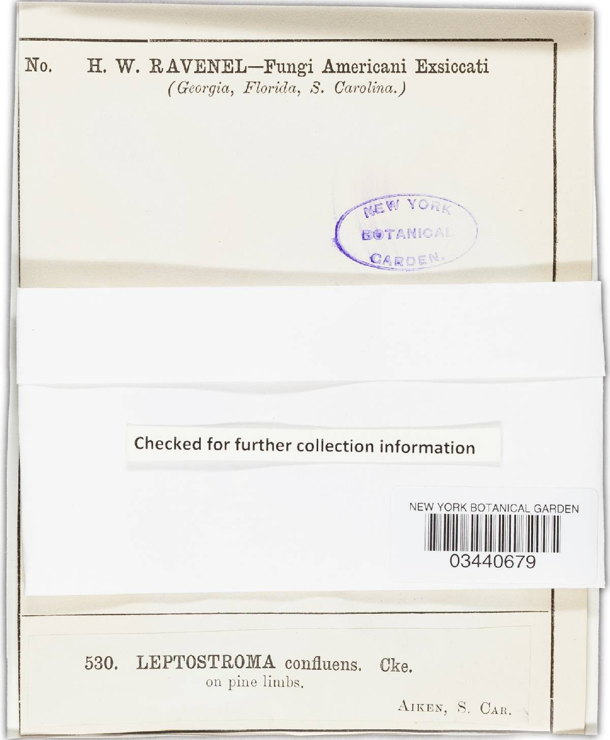 Leptostroma confluens image